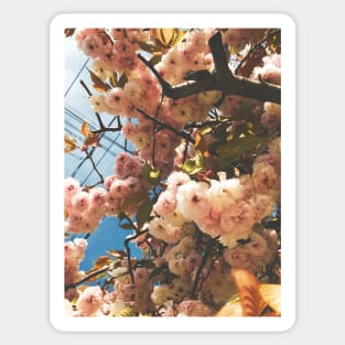 Spring Bloom, III Sticker